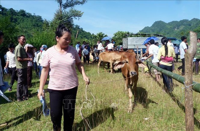 Hơn 20.000 tỷ đồng khó thu hồi, suy ngẫm về “Ngày vì người nghèo” - 1
Trao tặng bò giống sinh sản cho các hộ nghèo và cận nghèo trên địa bàn tỉnh Tuyên Quang. Ảnh: Quang Cường/TTXVN