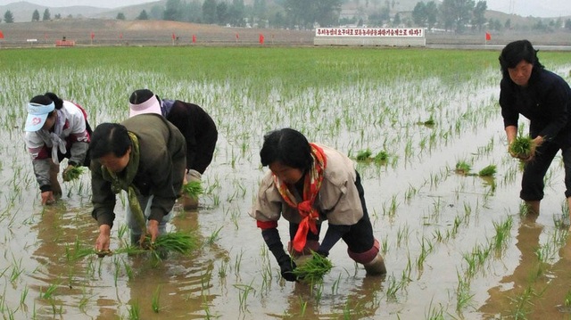 Mỹ cấm các nhóm viện trợ nhân đạo tới Triều Tiên - 1 Nông dân Triều Tiên cấy lúa tại nông trại hợp tác ở Nampo (Ảnh: Kyodo)