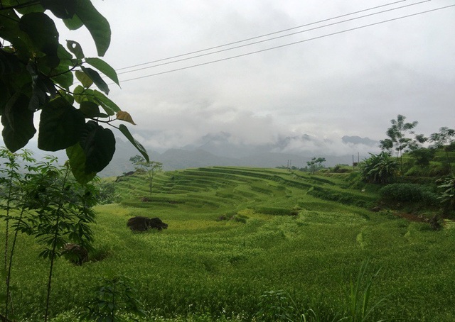 Khám phá tour du lịch cộng đồng nơi “thiên đường giữa đại ngàn” - 5 Những ruộng lúa bậc thang xanh ngút ngàn.