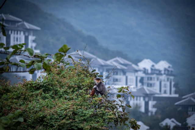 Thần thái Tourane ở bán đảo Sơn Trà - 2 Thần thái Tourane ở bán đảo Sơn Trà - 2
