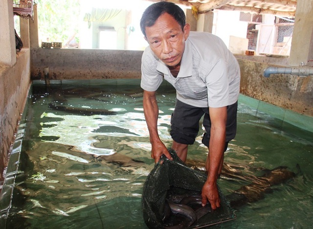 Bình Định Vươn lên khá giả nhờ nuôi cá chình  Aquaculture
