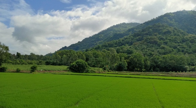 Mê mẩn với những cảnh đẹp An Giang khi mùa lũ về - 1
Những cánh đồng lúa chạy dài dưới dãy Thất Sơn của An Giang