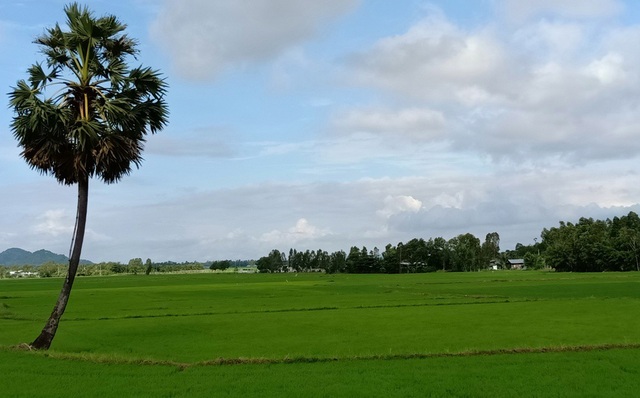 Mê mẩn với những cảnh đẹp An Giang khi mùa lũ về - 2 Giữa cánh đồng lúa ở huyện Tri Tôn, Tịnh Biên luôn có những cây Thốt Nốt sừng sững mọc giữa đồng thế này