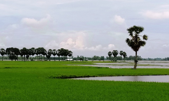 Mê mẩn với những cảnh đẹp An Giang khi mùa lũ về - 4 Mê mẩn với những cảnh đẹp An Giang khi mùa lũ về - 4