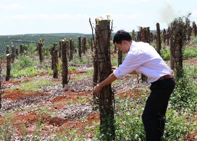Thủ phủ hồ tiêu điêu đứng trước “bão”, người bể nợ, người bỏ nhà đi - 3 Tiêu chết khiến nông dân điêu đứng vì đã đầu tư một số tiền lớn