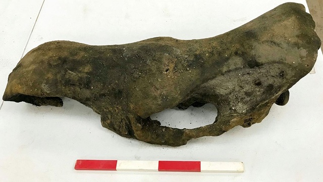 Đội công nhân cũng phát hiện thêm xương của tê giác cổ đại.