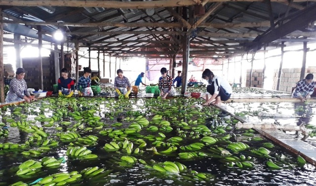 Nuôi bò, trồng chuối trên đất phèn, lão nông đều đặn thu lời 5 tỷ đồng mỗi năm - 2 Hiện nay, vườn chuối của ông không chỉ mang về nguồn thu lớn cho gia đình mà còn giải quyết khoảng 100 lao động cho địa phương
