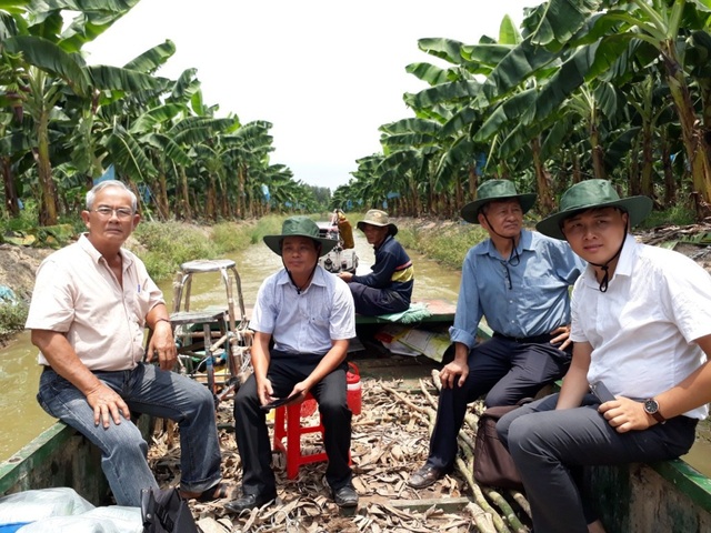 Nuôi bò, trồng chuối trên đất phèn, lão nông đều đặn thu lời 5 tỷ đồng mỗi năm - 1 Không chỉ dừng lại ở việc tích tựu ruộng đất trồng lúa, ông Sáu Đức còn mạnh dạn chuyển đổi cây trồng khi dành 55ha đất trồng chuối Nam Mỹ xuất khẩu