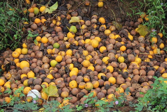 Thời tiết bất thường khiến thương hiệu cam Vinh rụng vàng gốc, người dân chỉ còn biết ngậm ngùi thu gom cam đi đổ mỗi ngày ...