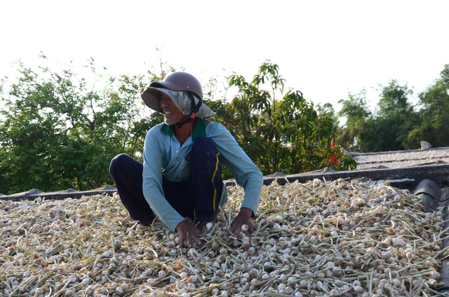 Giá tỏi Lý Sơn đang ở mức 35.000 - 40.000 đồng/kg, mức giá này khiến người trồng tỏi lỗ 20.000 đồng/kg.