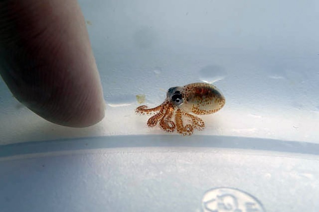 
Con bạch tuộc tí hon mới tìm thấy tại Hawaii.
