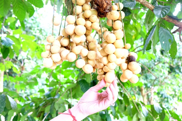 Quảng Nam: Về Tiên Phước thưởng thức lòn bon tận vườn - 1 Lòn bon ở Tiên Phước đang vào mùa, trái lủng lẳng trên cành ở nhiều nhà vườn