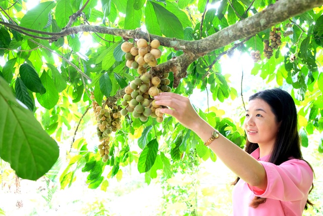 Quảng Nam: Về Tiên Phước thưởng thức lòn bon tận vườn - 2 Du khách đến nhà vườn lòn bon tham quan, thưởng thức và chụp hình “tự sướng”