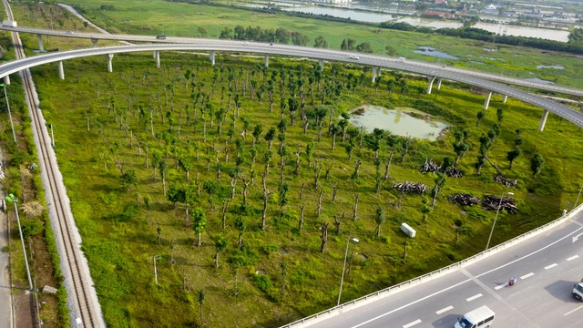 Hà Nội: Xà cừ chết khô ở điểm tập kết sau khi đánh chuyển - 1
Khu vực nút giao đường 5 - cầu Thanh Trì thành điểm tập kết, trồng lại hàng chục cây xà cừ lớn sau khi được đánh chuyển từ nơi khác về.
