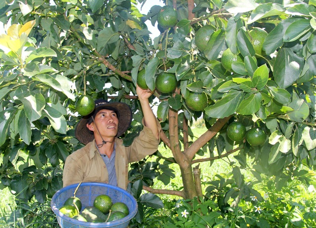 Vườn bơ sạch sai trĩu quả của chàng thanh niên quê Quảng Ngãi