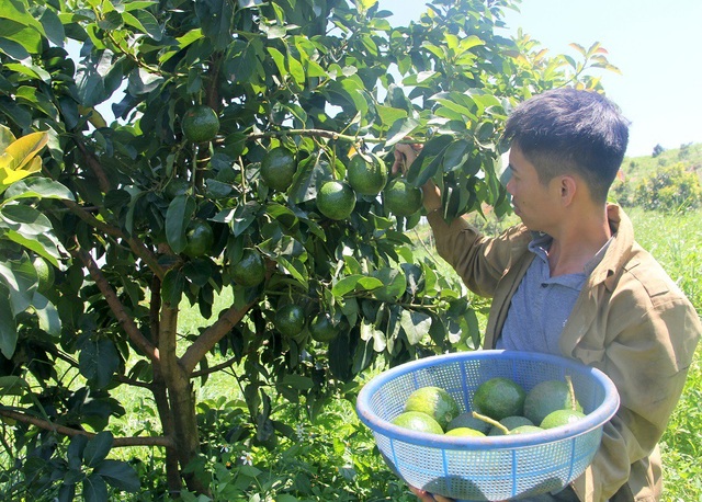 Đây là thành quả sau hơn 3 năm quyết định đi làm nông nghiệp sạch của nam kỹ sư xây dựng