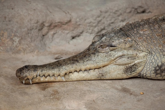 Đây được cho là hình ảnh loài cá sấu mới có tên khoa học Mecistops leptorhynchus.