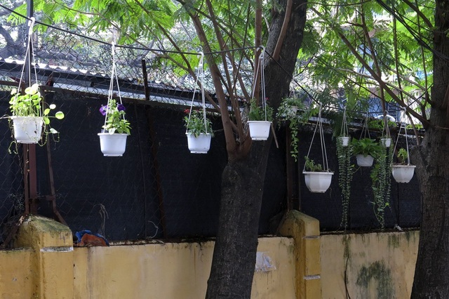 Những vườn treo nhỏ xinh, mát mắt dọc ngõ phố Hà Nội - 6
Các chậu hoa treo cả lên cây trong ngõ 250 Khương Trung.