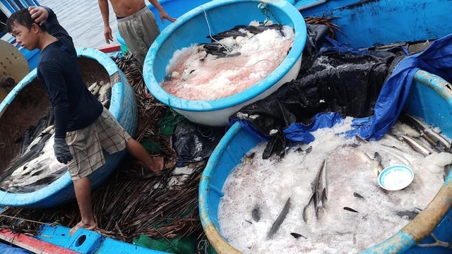 Khốn đốn vì cá bớp bất ngờ chết hàng loạt ở Bắc Vân Phong - 2 Cá bớp chết hàng loạt khiến người dân ở Bắc Vân Phong thêm khốn đốn
