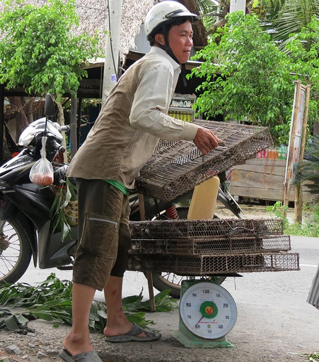 An Giang: Săn chuột đồng mùa lũ - 2 An Giang: Săn chuột đồng mùa lũ - 2