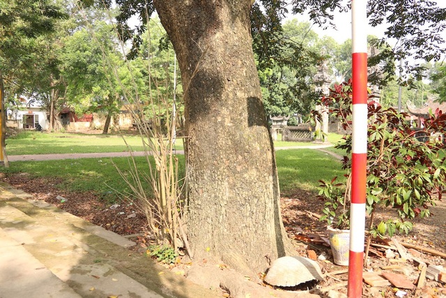 Công an xã lập chốt bảo vệ 3 cây sưa trăm tuổi ở Hà Nội - 2
Một trong ba cây sưa có đường kính cỡ hai vòng tay người lớn, cao khoảng 15m và tán lá bao phủ cả một khu vực rộng.