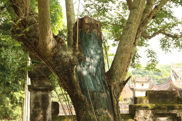 Công an xã lập chốt bảo vệ 3 cây sưa trăm tuổi ở Hà Nội - 10
Phần ngọn chính đã được cắt bỏ từ lâu, điểm bị cắt hiện đang mối mọt.