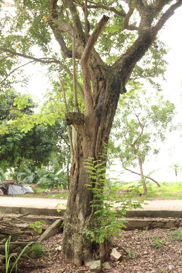 Công an xã lập chốt bảo vệ 3 cây sưa trăm tuổi ở Hà Nội - 6
Cây sưa thứ 2 cũng nằm gần đường bê tông trong làng, theo tổ trưởng tổ bảo vệ khu vực di tích đình Quán Giá, một nhánh của cây sưa này đã bị kẻ trộm cưa mất trong một đêm mưa gió.