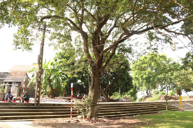 Công an xã lập chốt bảo vệ 3 cây sưa trăm tuổi ở Hà Nội - 1
Đình Quán Giá (Yên Sở, huyện Hoài Đức, TP.Hà Nội) có 3 cây sưa hàng trăm năm tuổi. Thời điểm sốt gỗ sữa, thương lái đã từng trả giá trên 60 tỷ đồng cho một cây to nhất. Tuy nhiên, việc mua bán không được thực hiện do chưa có sự đồng ý của cơ quan chức năng.