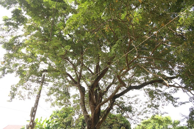 Công an xã lập chốt bảo vệ 3 cây sưa trăm tuổi ở Hà Nội - 5
Cây sưa to nhất nằm trong khuôn viên đình Quán Giá vẫn xanh tốt, đầy sức sống.