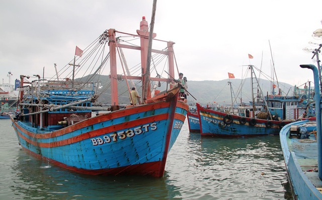 Xuất hiện các loại “cò” ở Cảng cá Quy Nhơn - 2 Các tàu cá đang vào neo đậu tại Cảng cá Quy Nhơn để bán cá.