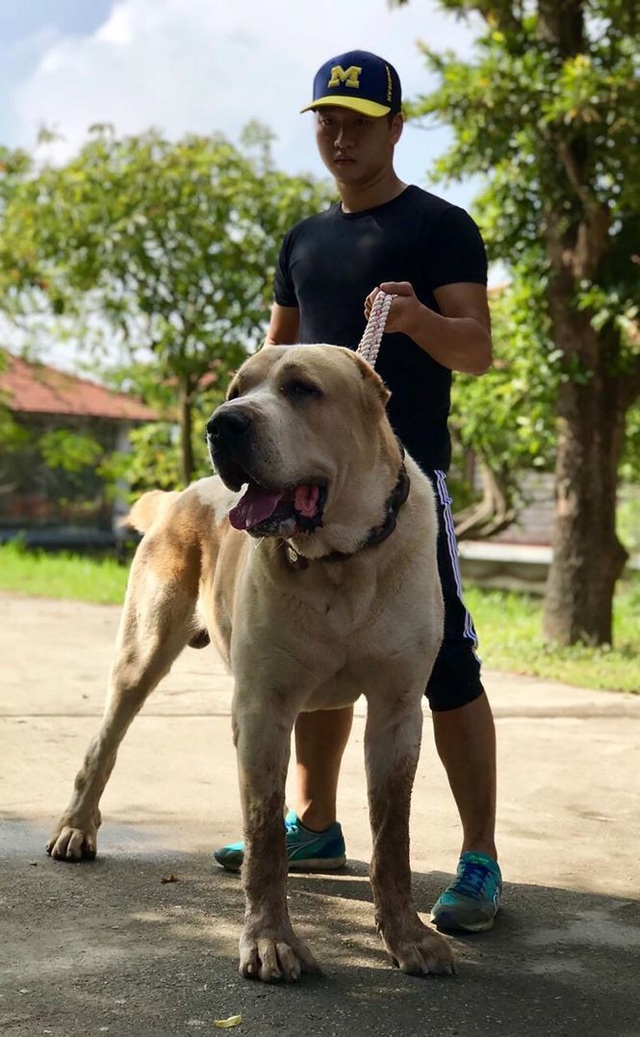 Cúng chùa thiên thạch 14 tỷ tạc tượng phật: Ai được như đại gia Xuân Trường - 2
Chú chó Alabai có trọng lượng hơn 100kg.