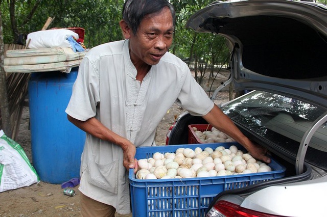 Lão ‘khùng’ lăn mình trên cát, chỉ nhặt trứng mỗi năm thu tiền tỷ - 7
Mỗi ngày thương lái thường đánh ô tô đến lấy trứng xuất sang Lào