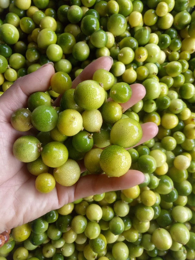 Sốt chanh rừng Mẫu Sơn: Công sở rỗi việc, chị gái bán cả tấn mỗi tuần - 2
Quả chanh rừng chỉ nhỏ như quả quất, nhưng giá bán lại đắt gấp 5-6 lần giá chanh thường và chanh đào