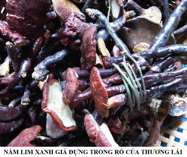 Nấm lim xanh rừng và phân biệt hình ảnh nấm lim xanh thật giả - 3 Ảnh: Nấm lim xanh giả