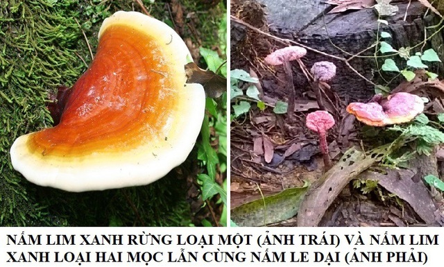 Nấm lim xanh rừng và phân biệt hình ảnh nấm lim xanh thật giả - 4 Ảnh: Nấm lim xanh loại một (bên trái) và loại hai (bên phải).