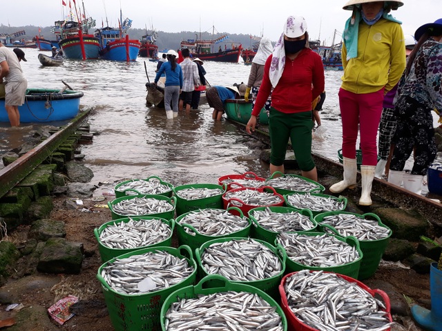 Bắt trúng luồng cá cơm, ngư dân "bỏ túi" tiền triệu đầu tháng 10 - 1 Những luồng cá cơm dày đặc mang lại niềm vui cho ngư dân Quảng Ngãi trước mùa biển động.