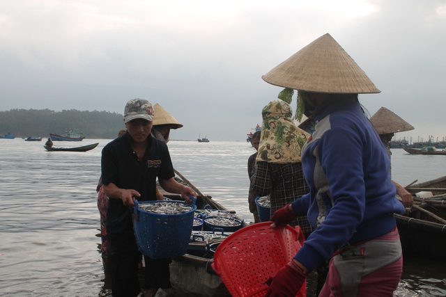 Bắt trúng luồng cá cơm, ngư dân "bỏ túi" tiền triệu đầu tháng 10 - 3 Lộc cá cơm còn mang lại thu nhập cho nhiều lao động trên bờ.