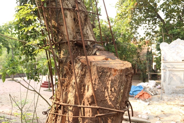 Chi hơn 20 tỷ mua gỗ sưa đỏ, đại gia Bắc Ninh “còng lưng” trả nợ suốt 8 năm - 2 Năm 2010, người dân trong thôn đồng ý bán một nhánh cây sưa cho ông Dương Văn Thái với giá 20.5 tỷ đồng. Ảnh: Trọng Trinh