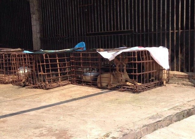 Thay đổi từ làng nghề chuyên giết chó lớn nhất nhì miền Bắc - 2 Nhiều lồng chó được nhập về từ nhiều nơi tập kết ngoài cánh đồng thuộc làng Cao Xá Hạ.