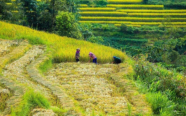 Y Tý mùa vàng - thắng cảnh ngoạn mục đất trời Tây Bắc mỗi độ Thu sang - 11 Y Tý mùa vàng - thắng cảnh ngoạn mục đất trời Tây Bắc mỗi độ Thu sang - 11