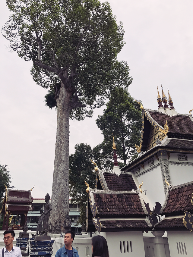 Ba ngôi chùa nổi tiếng ở Chiang Mai - Chiang Rai - 13
Ngay trước cổng chùa là một cây gôm to. Truyền thuyết kể rằng nếu cây đổ, ắt sẽ có một thảm hoạ khủng khiếp sẽ đến với người dân Lanna. Ngay cạnh cây gôm là ngôi nhà nhỏ của thần gác cổng của thành phố Prueksa Thevada, vị thần thông thái, nhà hiền triết của xứ Lanna.