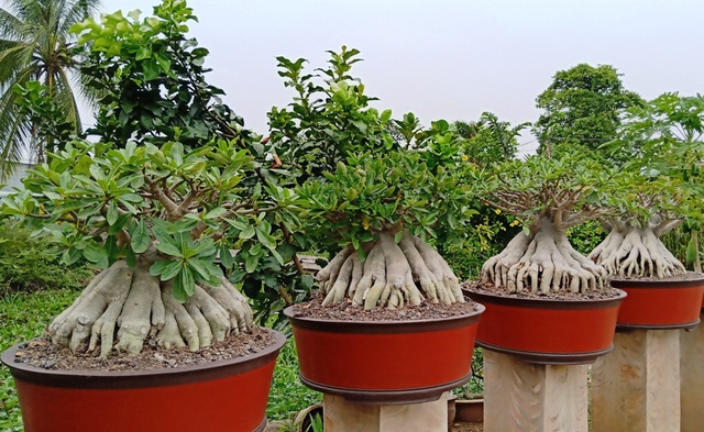 Độc lạ cây sứ “chân dài”… không đụng hàng ở xứ hoa - 11 Ngoài làm sứ chân dài anh còn làm sứ bonsai như thế này