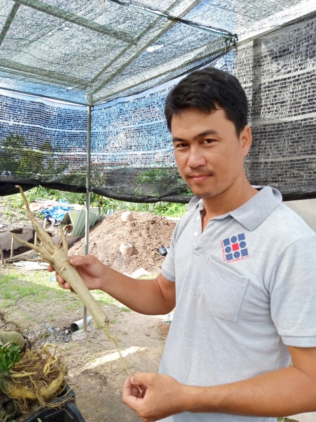 Độc lạ cây sứ “chân dài”… không đụng hàng ở xứ hoa - 6 Khi rễ chính phát triển to bằng thân, tiếp tục cắt hết rễ phụ, chừa lại rễ chính rồi giâm xuống đất phần đuôi rễ, từ 10 -20cm