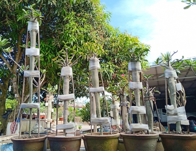 Độc lạ cây sứ “chân dài”… không đụng hàng ở xứ hoa - 8 Những cây sứ đang trong giai đoạn kéo chân
