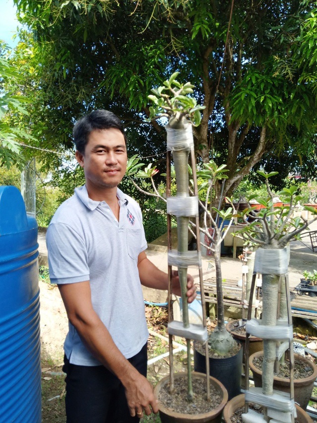 Độc lạ cây sứ “chân dài”… không đụng hàng ở xứ hoa - 9 Đây là một cây sứ anh Phong kéo dài nhất, hiện chiều cao cây sứ này trên 1m. Anh đang tập trung nuôi cho phần thân to đều lên