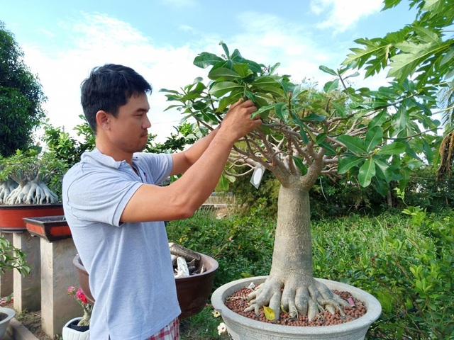 Độc lạ cây sứ “chân dài”… không đụng hàng ở xứ hoa - 2
Dù gia đình làm rất nhiều loại hoa kiểng, tuy nhiên anh Phong chỉ mê cây sứ, nhất là từ khi biết cây sứ chân dài