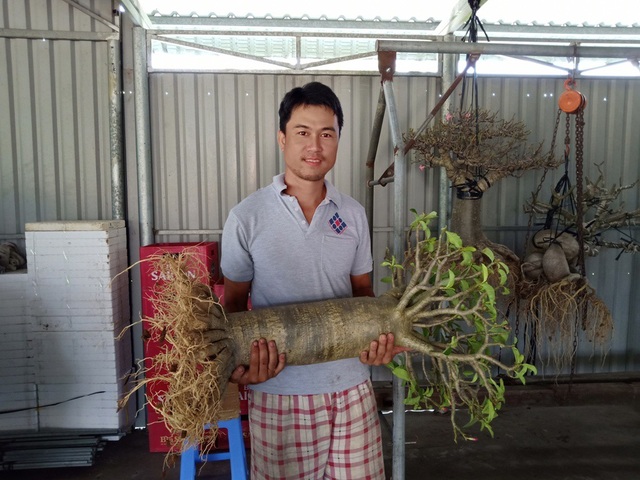 Độc lạ cây sứ “chân dài”… không đụng hàng ở xứ hoa - 1 Anh Trần Duy Phong cho biết khi tạo được cây sứ chân dài như thế này phải mất 6 năm. Cây có tán và bộ rễ như một cây cổ thụ