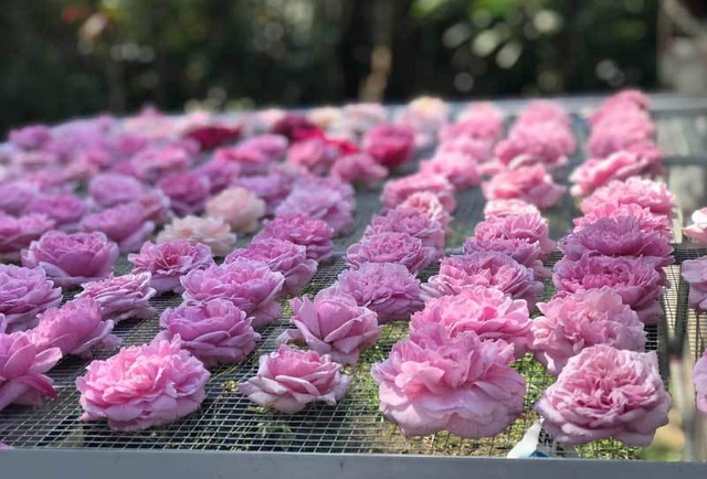 Trà hoa hồng nguyên bông 10 triệu đồng/kg, ông chủ cũng không dám uống nhiều - 3
Mất đúng một năm trời thử nghiệm các phương pháp chị Tuyết mới tìm ra nhiệt độ sấy trà hoa hồng chuẩn nhất
