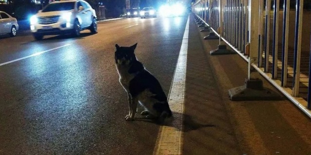 Dân mạng phát sốt với chú chó trung thành đứng đợi chủ nhân 80 ngày - 1 Chú chó trung thành đợi chủ nhân suốt 80 ngày bên đường cao tốc.
