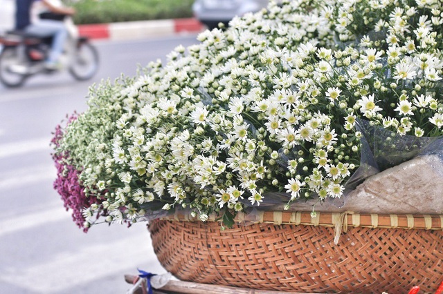 Ngắm cúc họa mi tinh khôi mang đông về khắp phố phường Hà Nội - 1 Cúc họa mi là loài hoa nhỏ, cảnh trắng, nhị vàng thường nở rộ vào giữa tháng 11 hàng năm, khi những đợt gió đông bắt đầu ùa về.